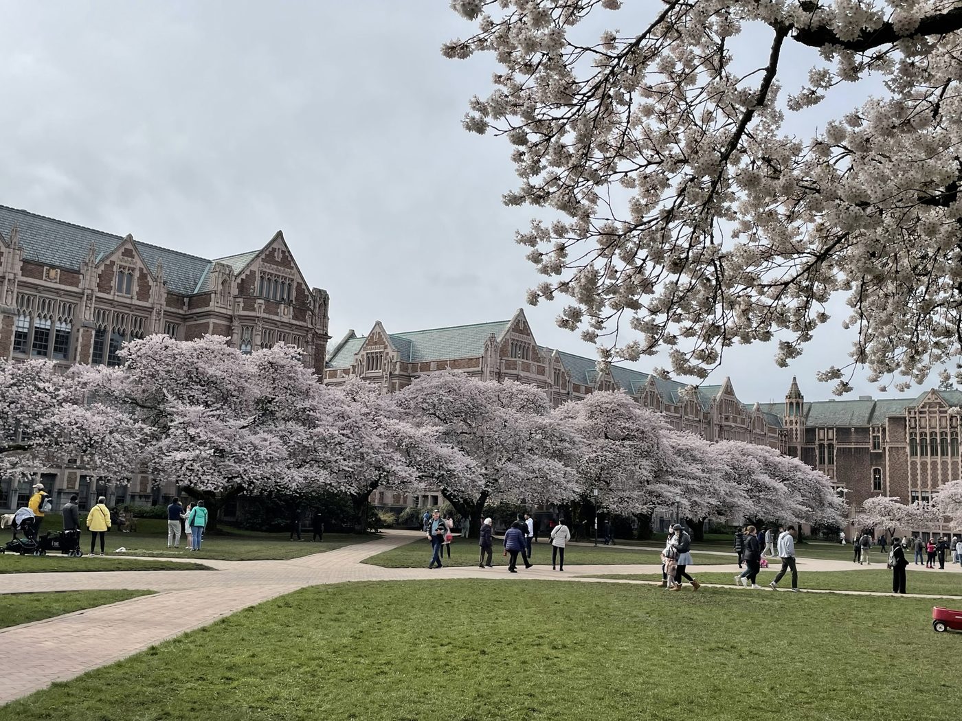 桜が満開のキャンパスの中庭
